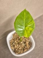 🌿Alocasia Gageana aurea🌿