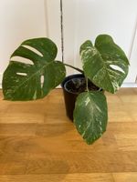 Monstera borsigiana variegata 