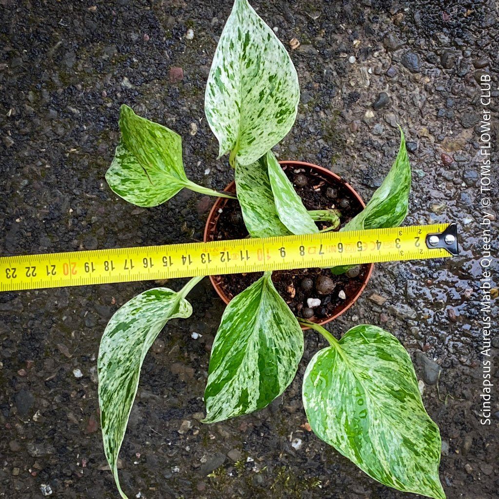 Plantes & graines: Scindapsus Aureus Marble Queen - pflegeleicht & robust – Neuf avec emballage d'origine à Adliswil par TAKEYOURPLANT 1