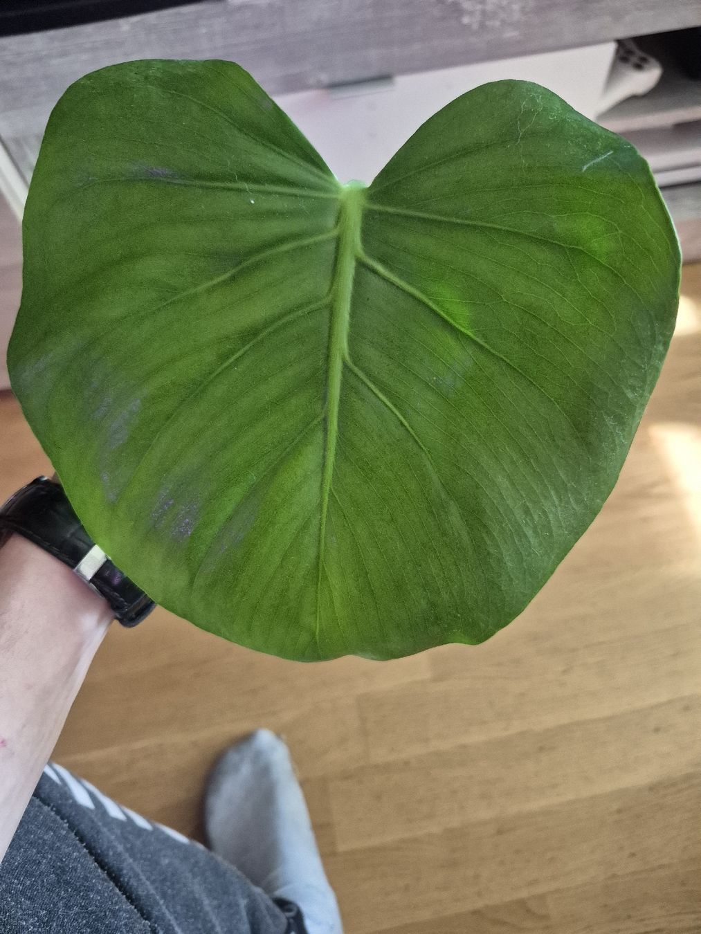 Piante & sementi: Monstera Deliciosa - Bouture – Usato da Châtelaine venduto da SwissGreenVault