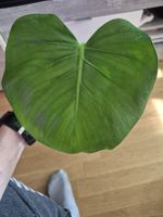 Monstera Deliciosa - Bouture