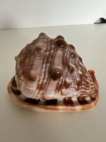 Natürlich stachelige Muschelschale