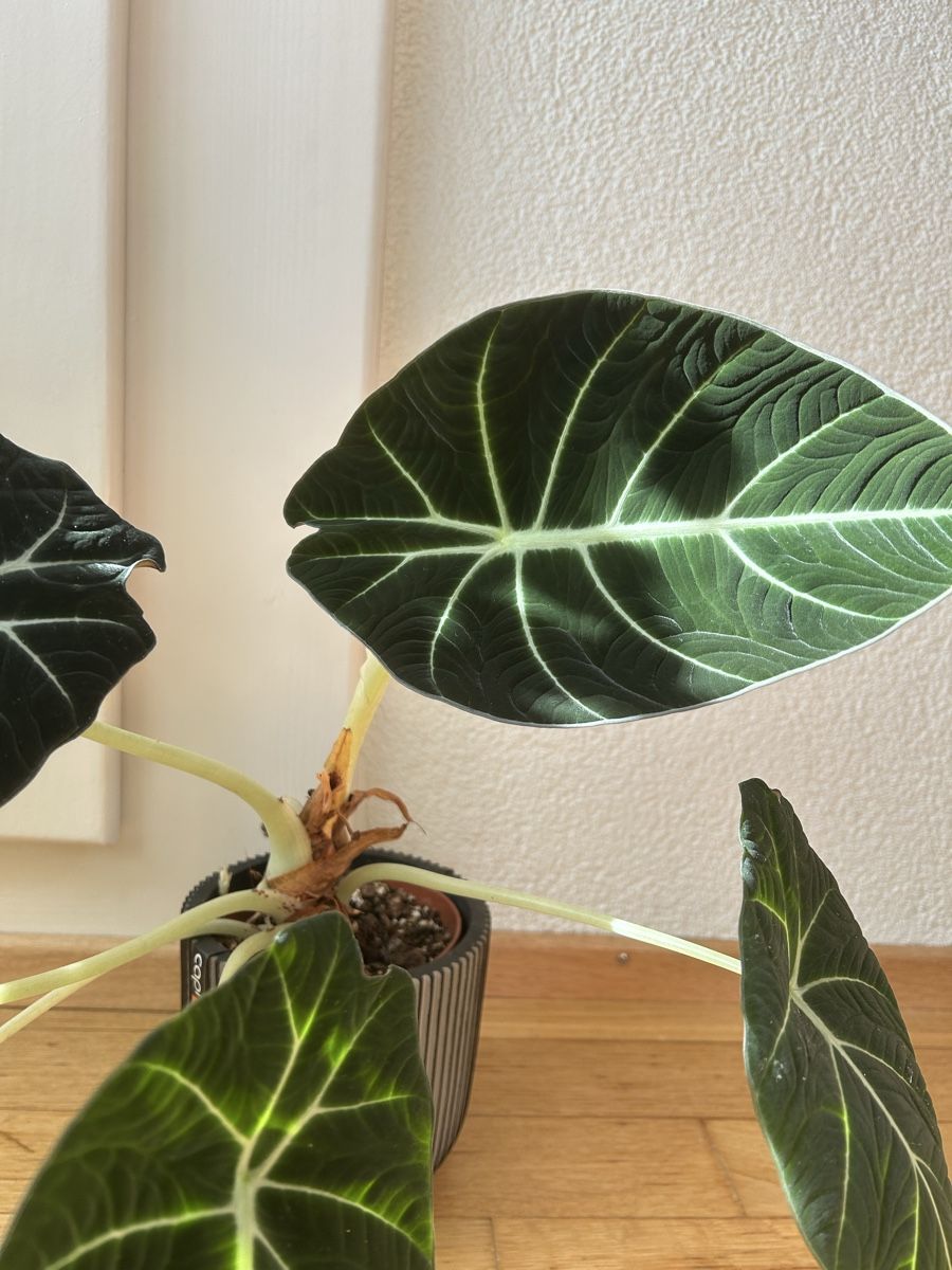 Piante & sementi: Alocasia black velvet – Usato da Zürich venduto da fabuulois 1