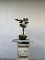 Acer palmatum Shishigashira mit hochwertiger Bonsaischale