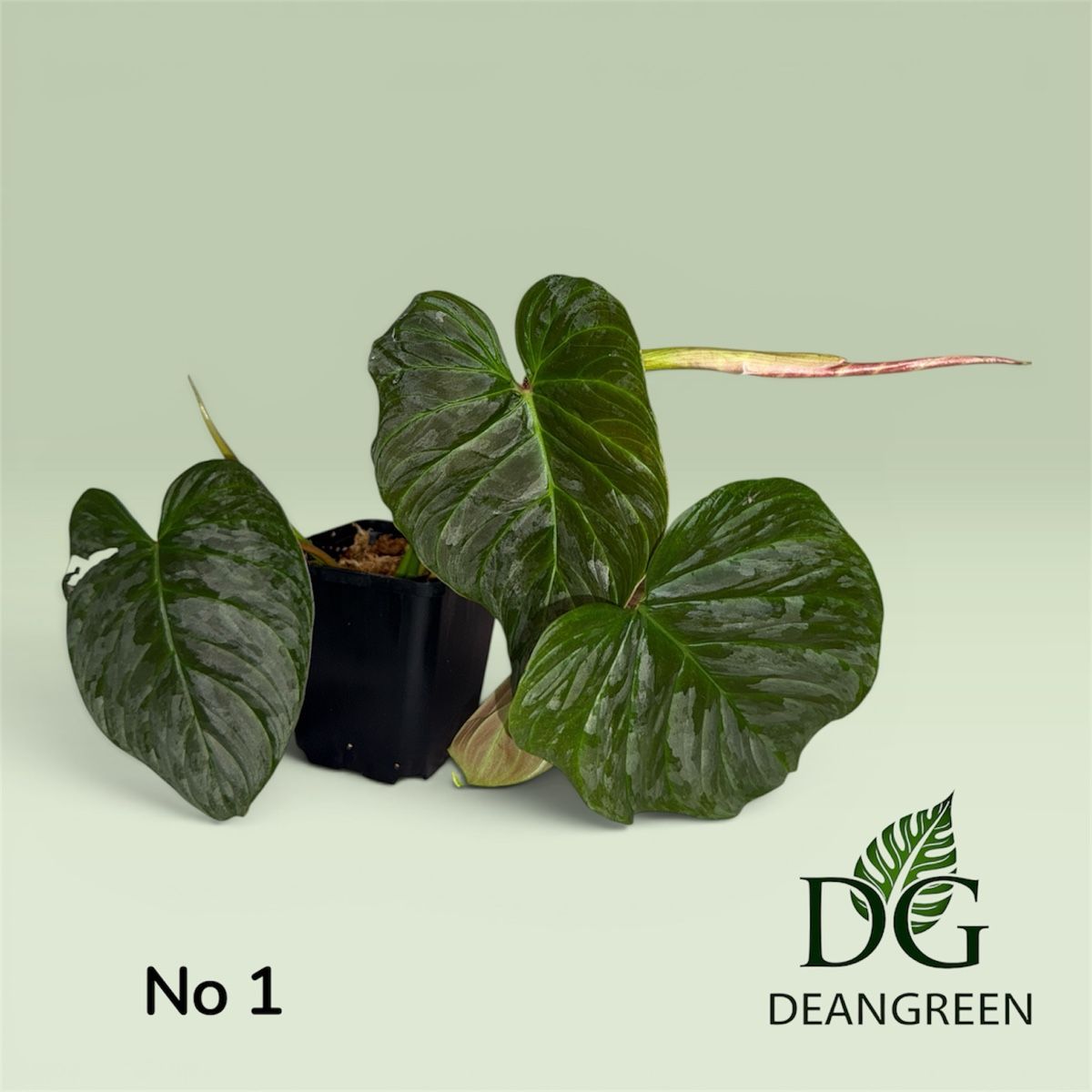 Piante & sementi: Philodendron majestic Stecklinge nr. 01 – Usato da Zürich venduto da DeanGreenZH