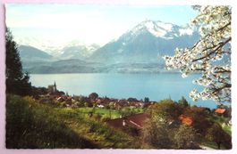 Hilterfingen am Thunersee, Blümlisalp - Niesen