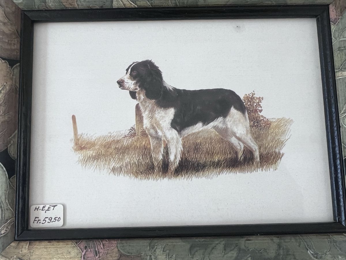 Foto & Immagini: Hunde Bilder Set (80) – Usato da Glattfelden venduto da brockischweiz 2