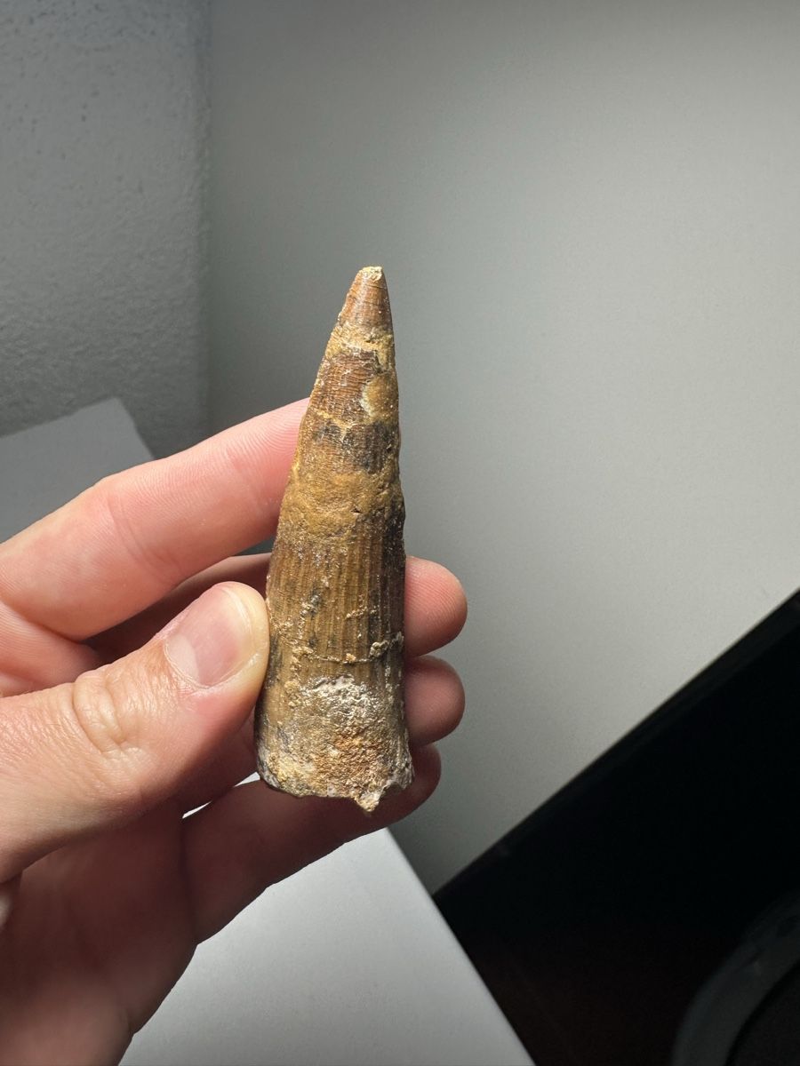 Fossili: Fossiler Spinosaurus aegyptiacus Zahn – Usato da Lutzenberg venduto da CS65 1