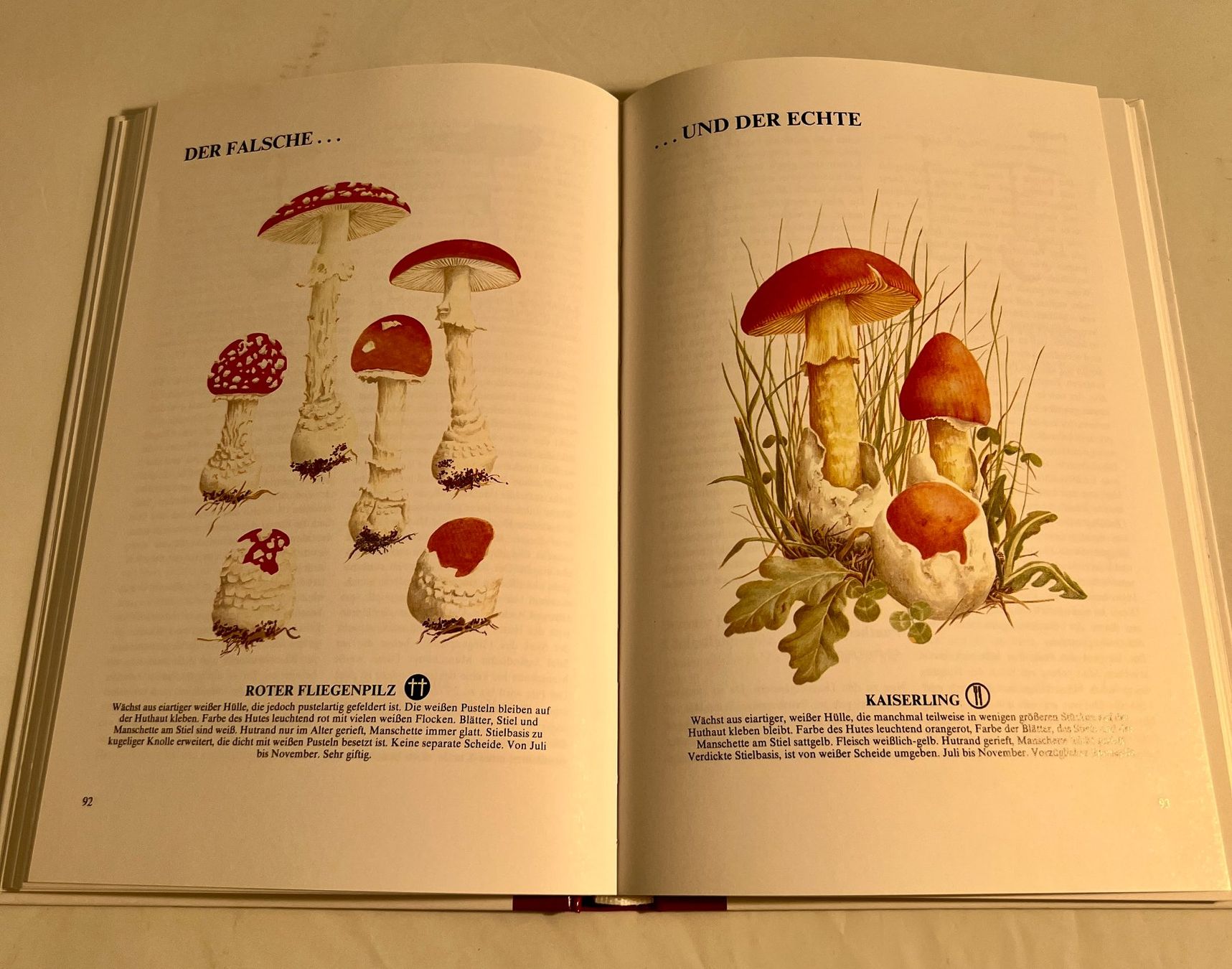 Libri: Pilze suchen, ein Vergnügen - Buch – Usato da Zürich venduto da Drahtzug 3