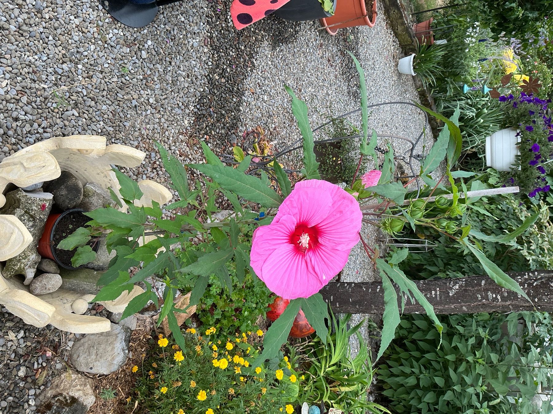 Plantes & graines: Hibiskus moscheutos winterhart – Neuf avec emballage d'origine à seon par Agnom 1