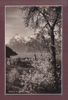 SISIKON - Urirotstock - Frühling
