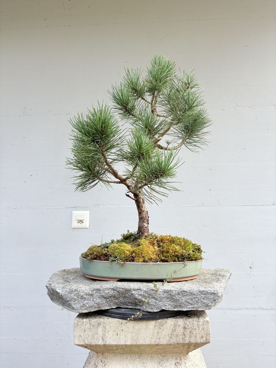 hemlocktanne bonsai Cole's Prostrate Canadian Hemlock, Bonsai Starter Plant – Magic Valley  Gardens