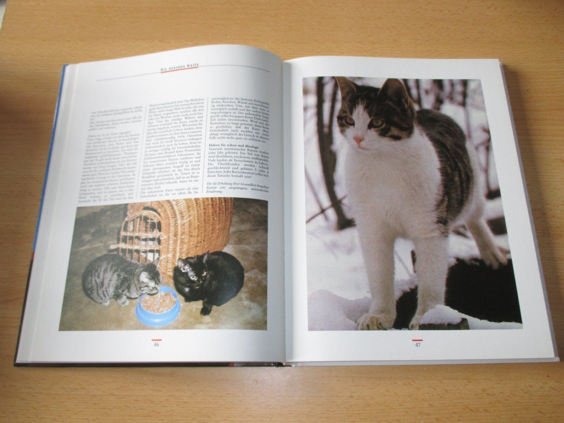 Libri: KATZEN  Einmalige Sonderausgabe – Usato da Flims - Dorf venduto da Stagediver 3