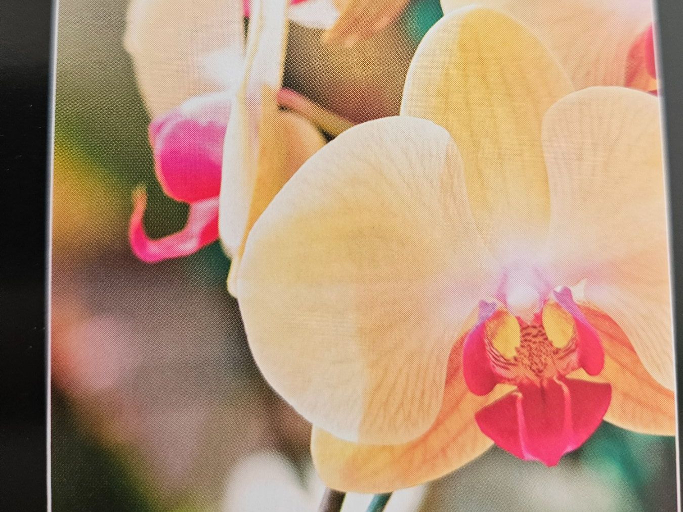 Lego Kit di costruzioni: Orchideen-Modell – versiegelt – Nuovo e nell'imballaggio originale da Chur venduto da gutgutgut 4