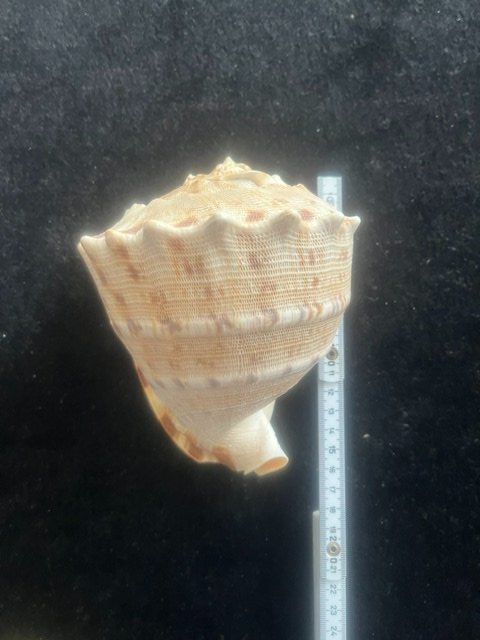 Fossili: HELMSCHNECKE Muschel Cassis cornuta Helmschnecke 117mm – Usato da Romanshorn venduto da Knut4 1
