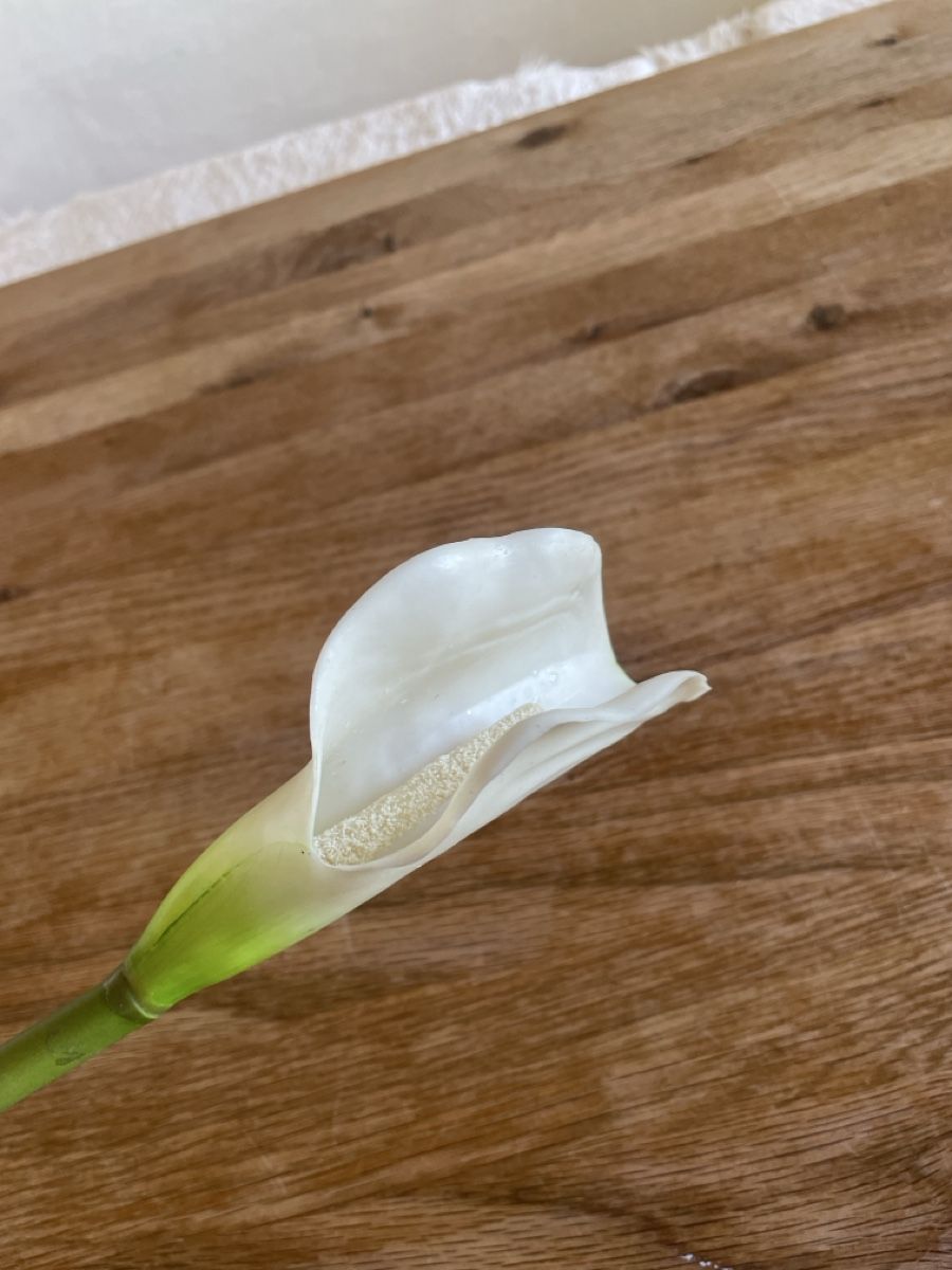 Pflanzen & Samen: Calla – Gebraucht aus Freidorf TG von ibipatria