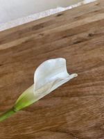 Calla