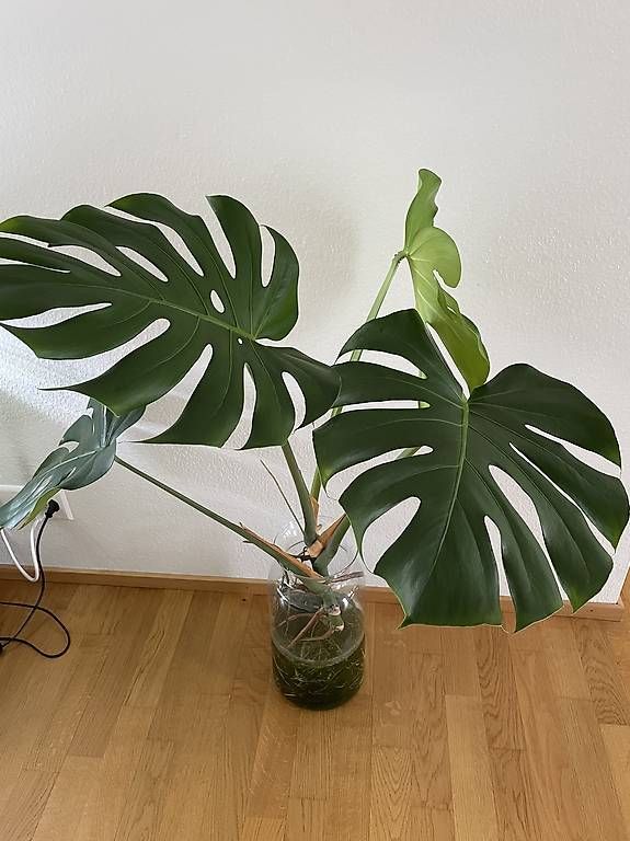 Piante & sementi: Reifer Monstera-Steckling – Usato da Bern venduto da pao_96c9 1