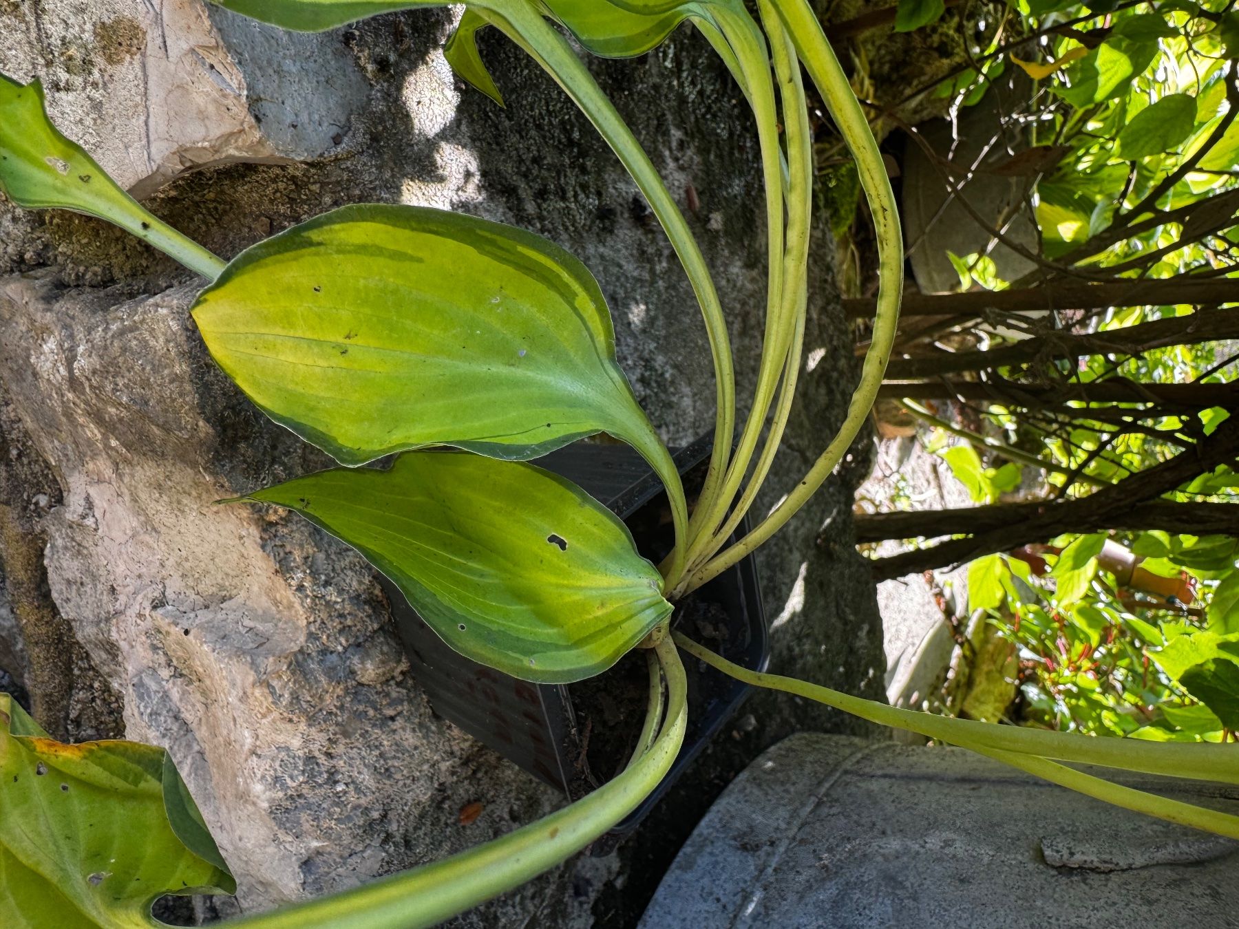Plantes & graines: Hosta emerald tiara – D'occasion à Lajoux JU par Briard0
