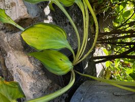 Hosta emerald tiara