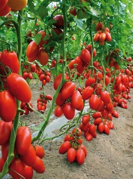 Piante & sementi: TOMATE SAN MARZANO / 5 Samen – Nuovo (secondo la descrizione) da Hinteregg venduto da ERFOLG78 5
