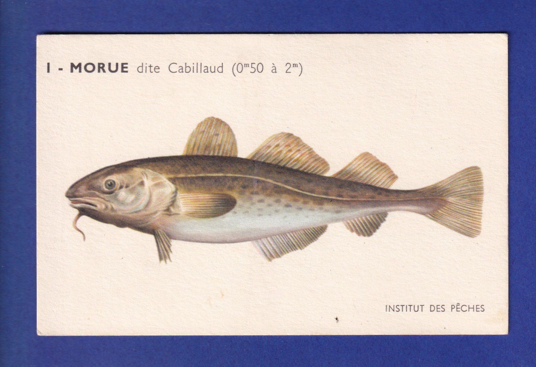 Ansichtskarten: Poisson - MORUE dite Cabillaud – Gebraucht aus Pully von nicecards-shop
