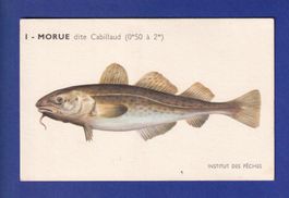Poisson - MORUE dite Cabillaud