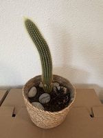 Kaktus