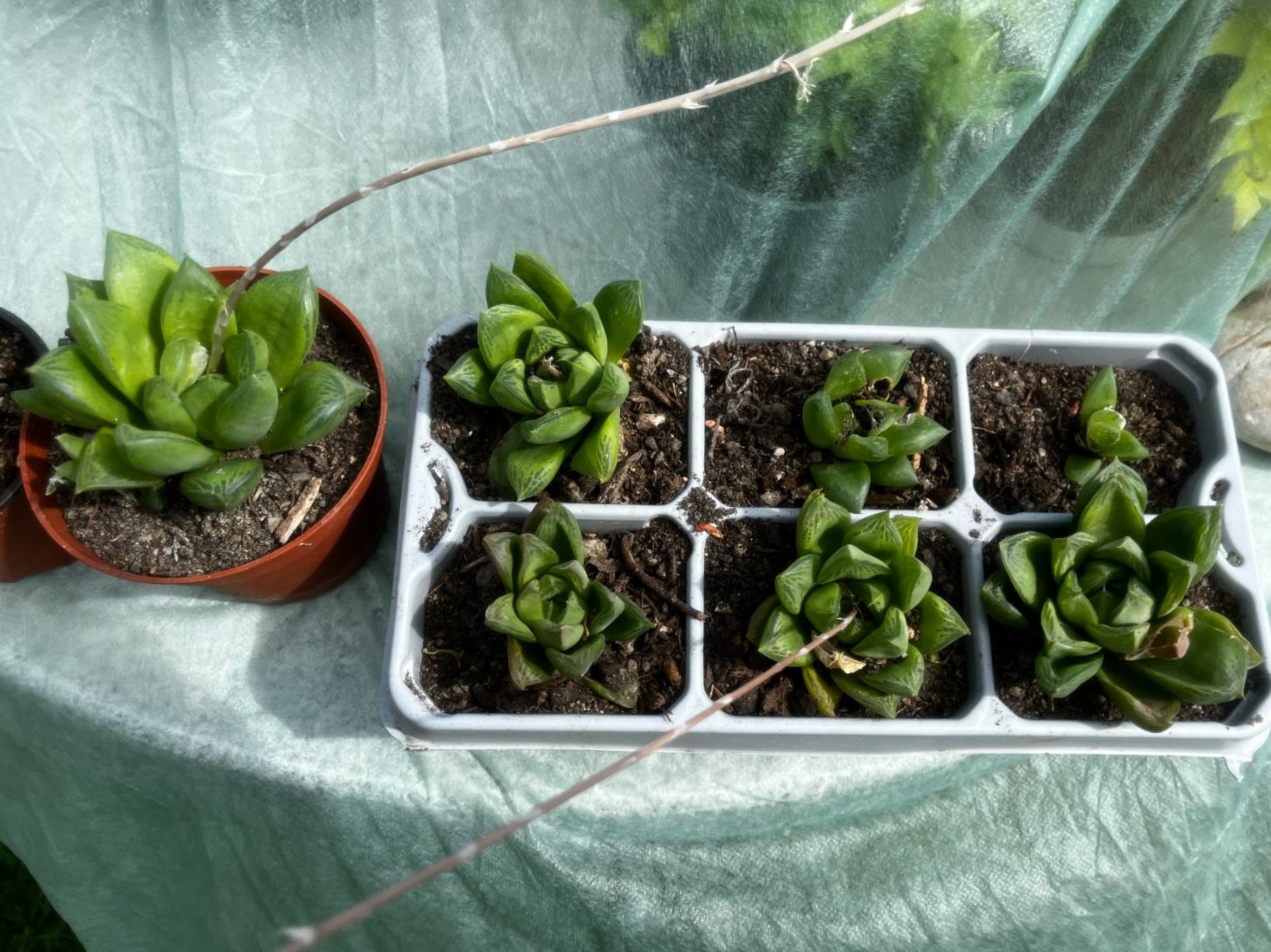 Piante & sementi: Haworthia cymbiformis – Nuovo (secondo la descrizione) da Vinelz venduto da Wellensittich55 4