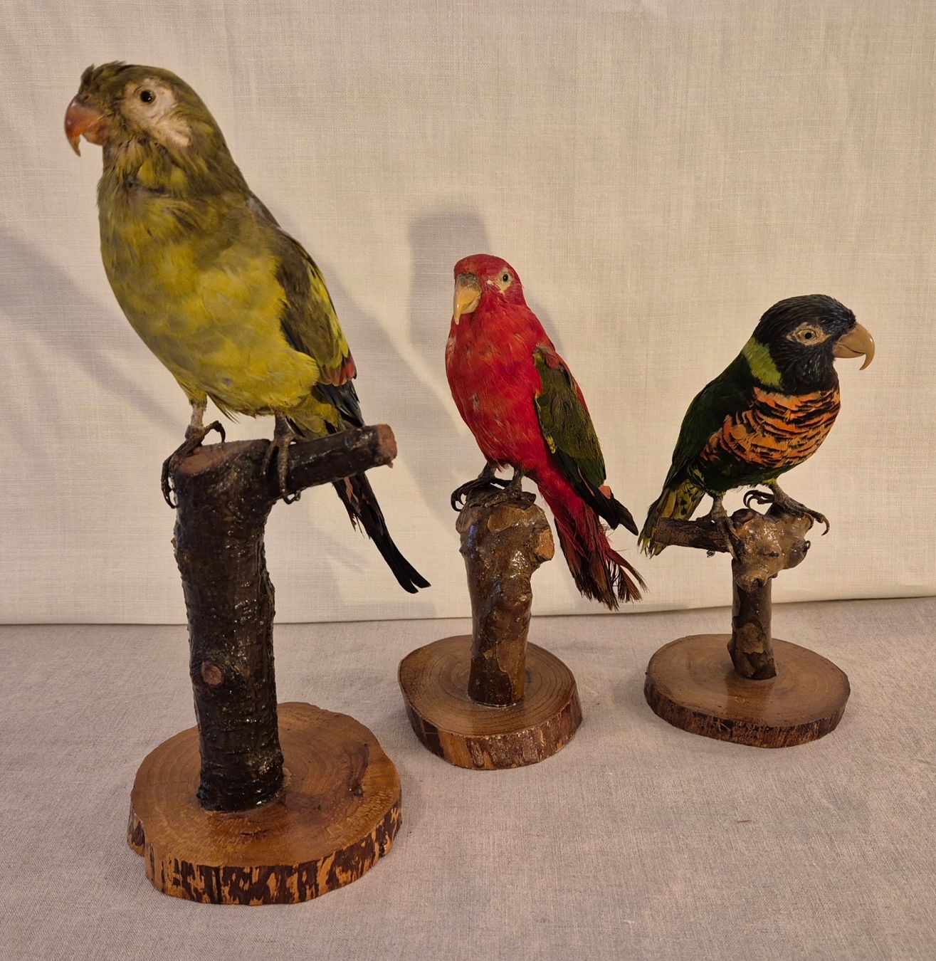 Il mondo degli animali: 3 präparierte Papageien – Usato da Luzern venduto da Louis-XVI 5