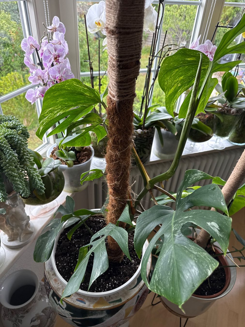Piante & sementi: Monstera Pflanze – Usato da Zug venduto da sir_pk