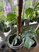 Monstera Pflanze