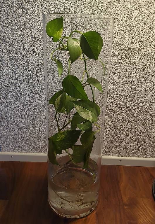 Vasi & Recipienti: Deko / Glasvase 18x60cm  – Usato da Zürich venduto da a25_vj72