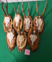 JAGD TROPHÄE 7 STÜCK SEHR  Nr 5 SCHÖN