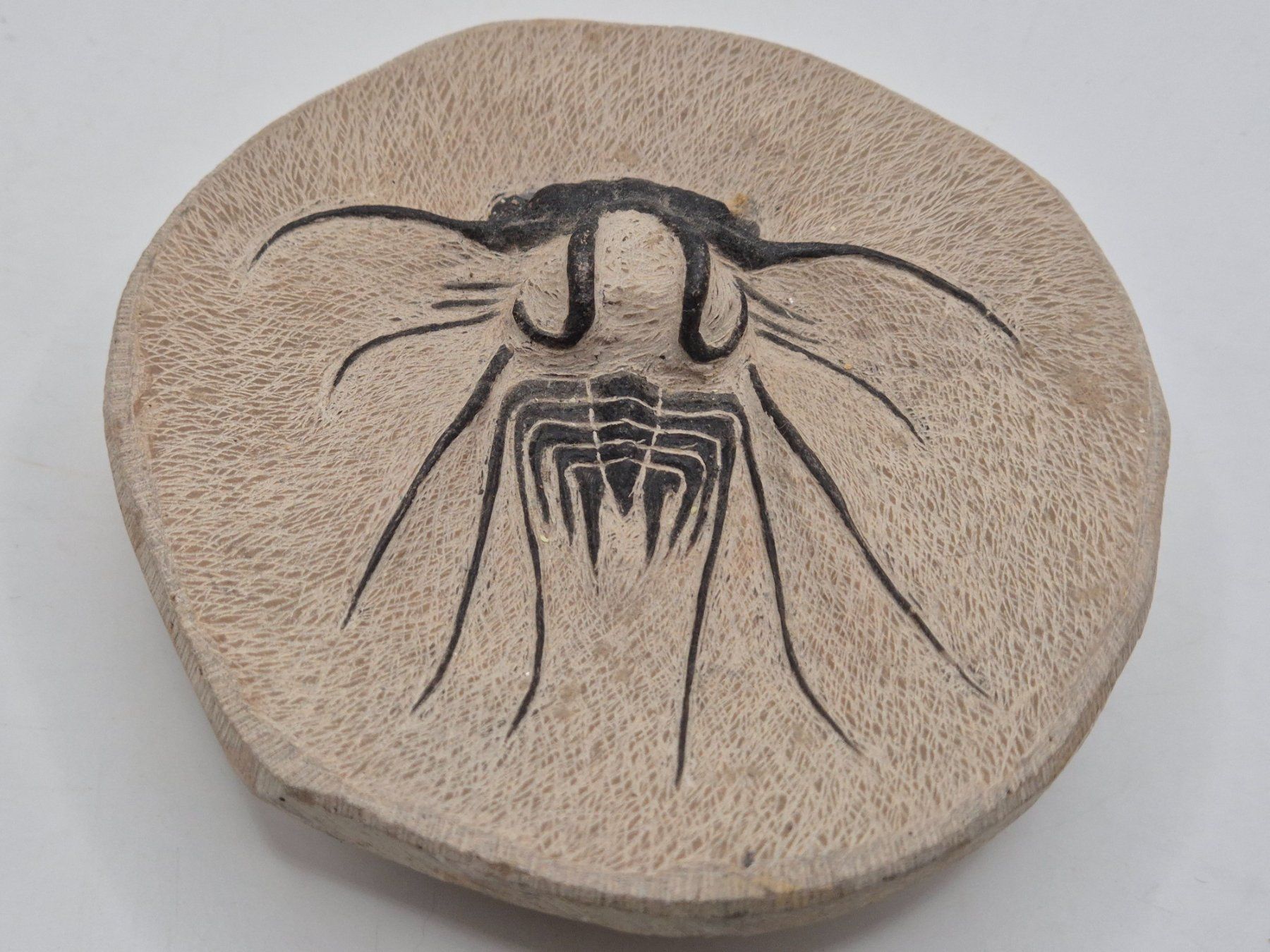 Fossili: Trilobit Dicranurus, Marokko, LESEN – Nuovo e nell'imballaggio originale da Winterthur venduto da LukasMineralienOase