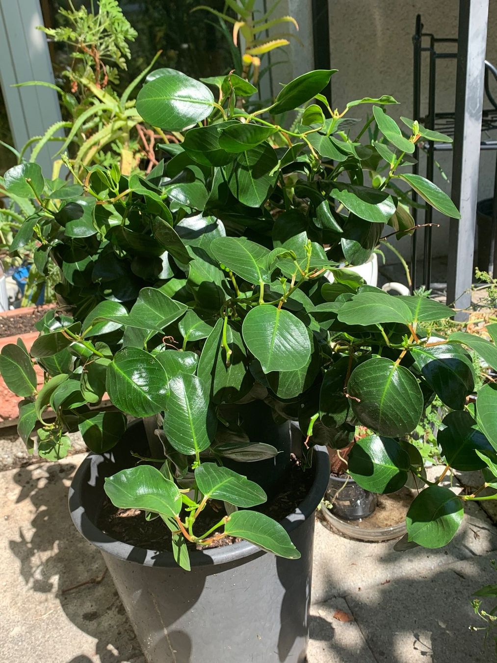 Plantes & graines: Mandevilla - Dipladenia / grosse Pflanze – Neuf (Voir description) à Hinteregg par ERFOLG78 2