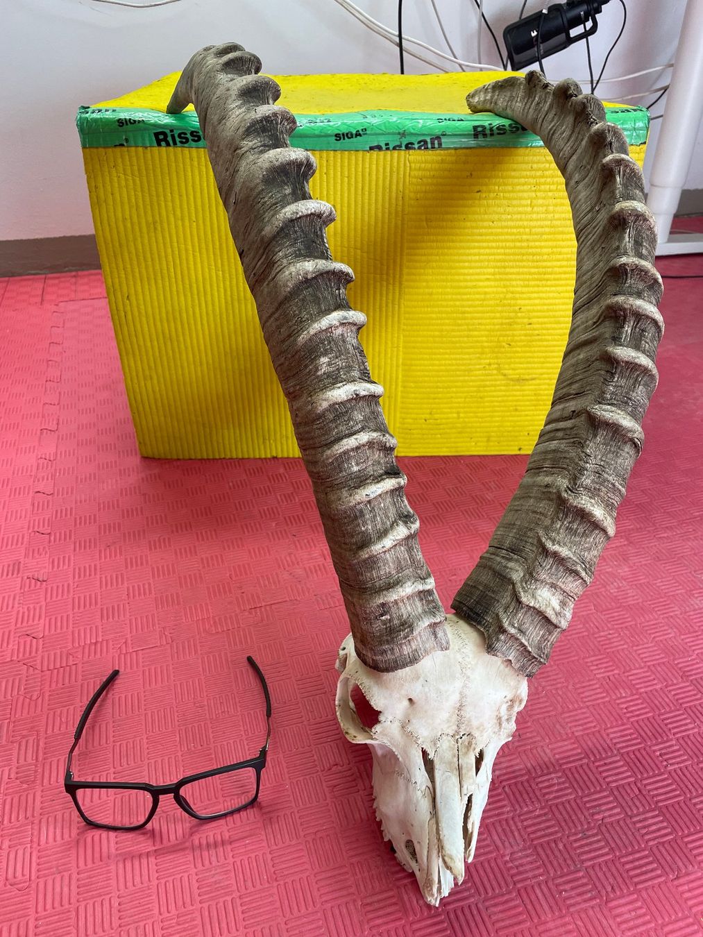 Altre raccolte & rarità: Steinbock Geweih – Usato da Bichelsee venduto da Harrier0