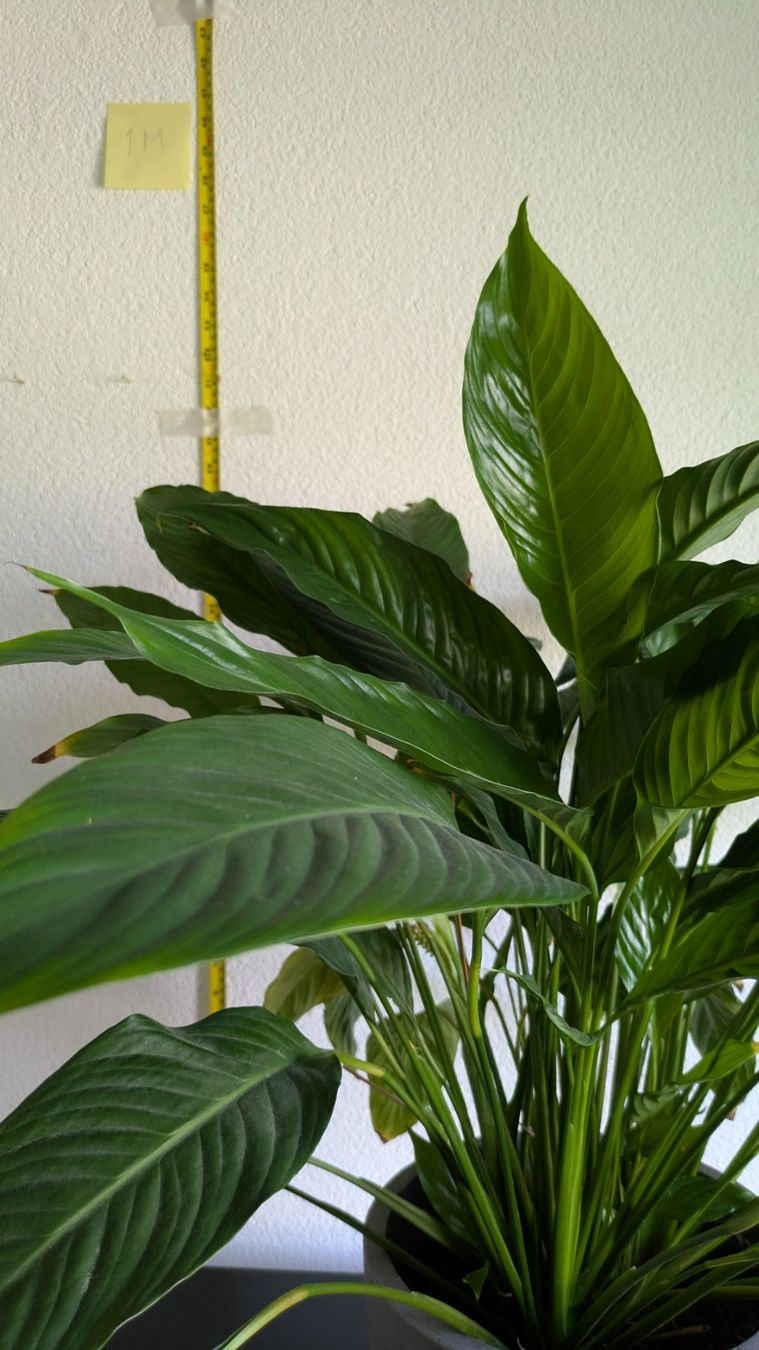 Piante & sementi: Grosses Einblatt Spathiphyllum mit grauem Topf – Usato da Bremgarten b. Bern venduto da oll_8gnq 1