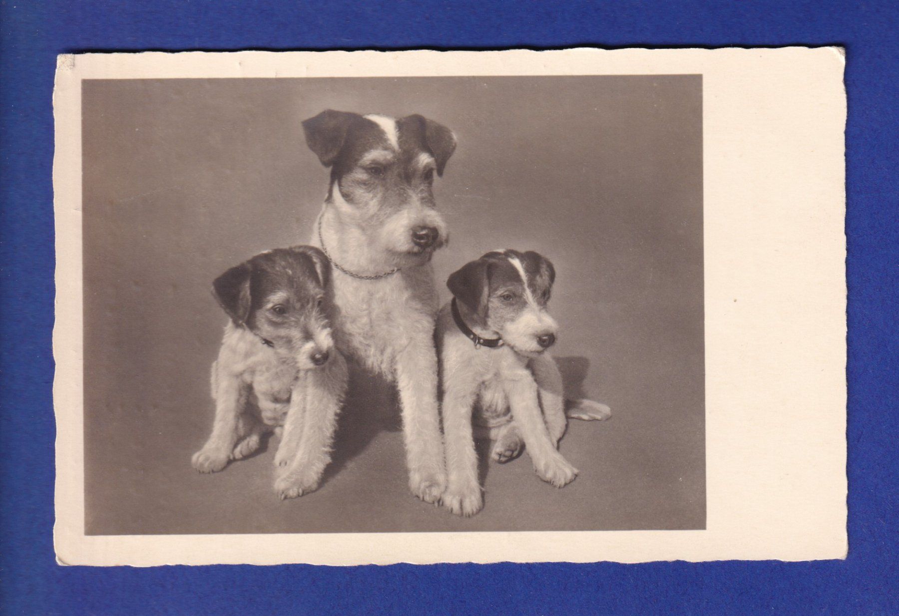 Cartes postales: CHIEN - Chiots – D'occasion à Pully par nicecards-shop