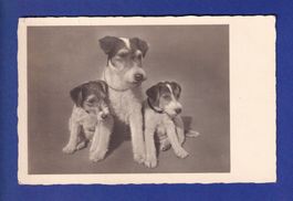 CHIEN - Chiots