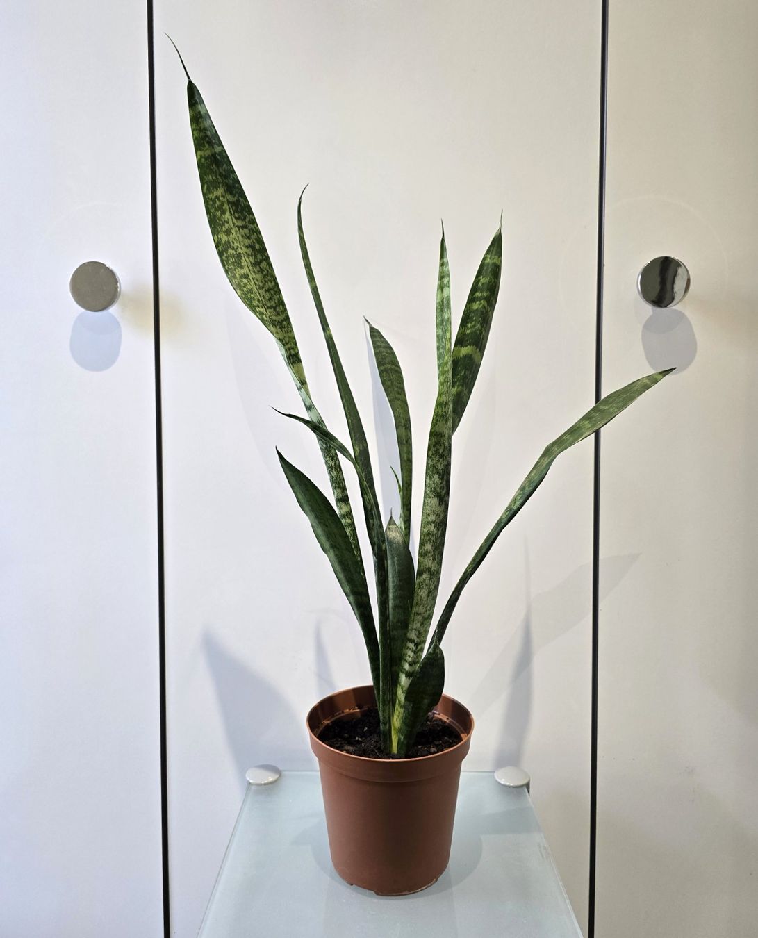 Piante & sementi: Pflanze Sansevieria / Bogenhanf 68 cm – Usato da Oetwil an der Limmat venduto da dhantal