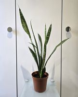 Pflanze Sansevieria / Bogenhanf 68 cm
