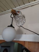 Lampe Adler