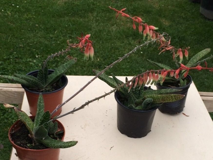 Piante & sementi: Gasteria Hirschzunge – Nuovo (secondo la descrizione) da Vinelz venduto da Wellensittich55 2