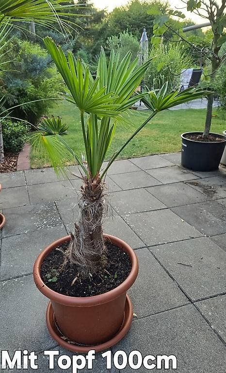 Pflanzen & Samen: Seltene Palme – Gebraucht aus Aarburg von popkorn65 4