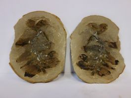 Versteinerte Pflanze Fossil BLATT - FARN MAZON CREEK USA