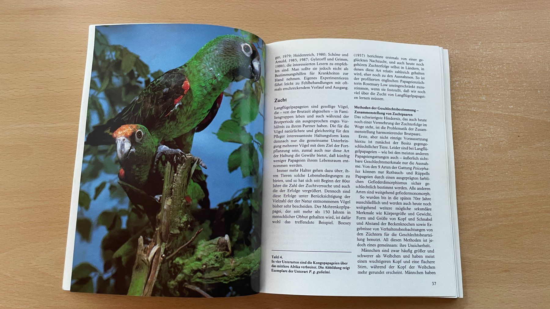 Libri: Langflügel Papageien – Usato da Glattfelden venduto da flomiking 5
