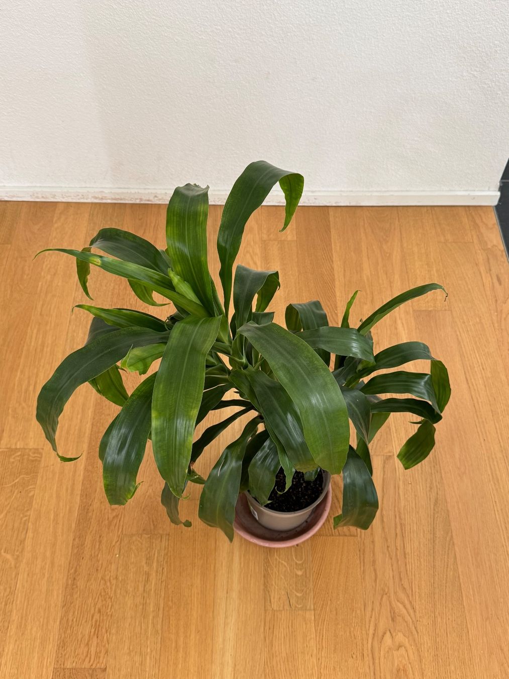Pflanzen & Samen: Drachenbaum Dracaena Fragrance – Gebraucht aus Goldau von b4mxshk 2