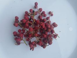 Poivrier du Sichuan  +50 baies fraiches