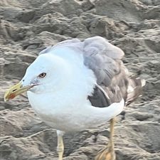 Profile image of DaniSZu